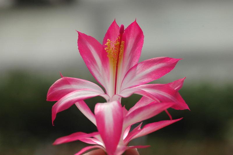 schlumbergera bristol rose 8267