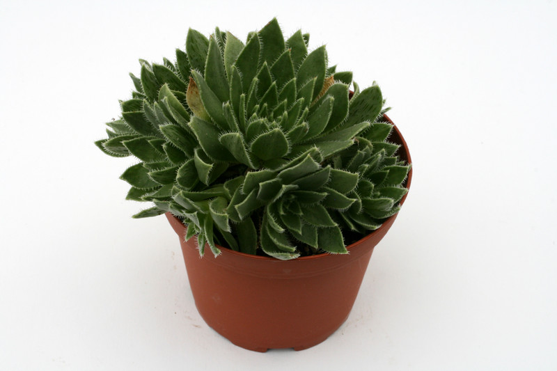 aeonium simsii 0365