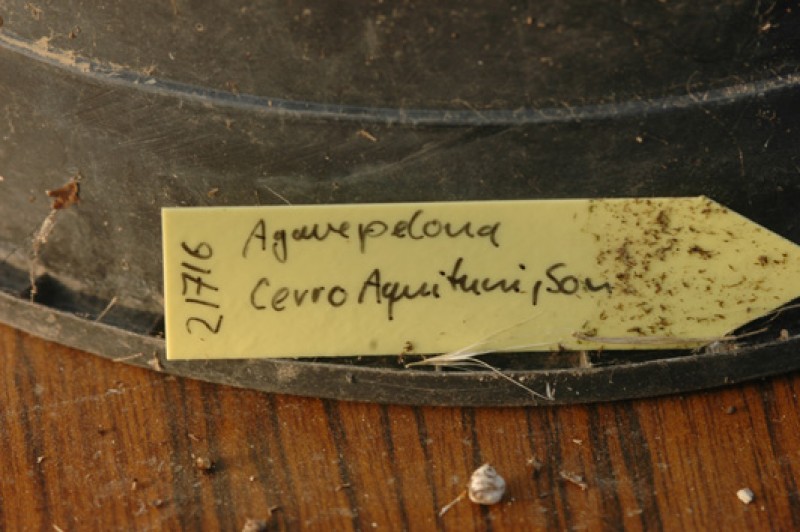 agave pelona cerro aquituni 8506