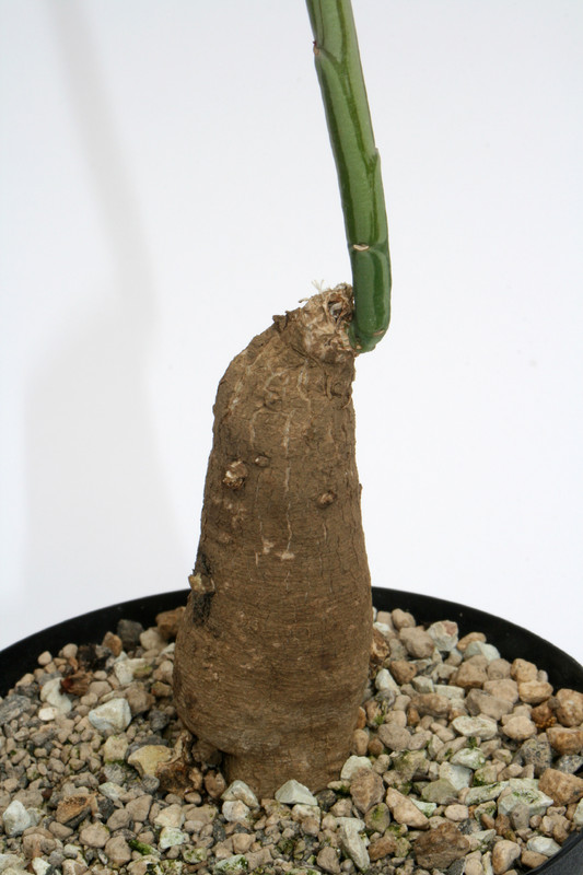 monadenium montanum 4028