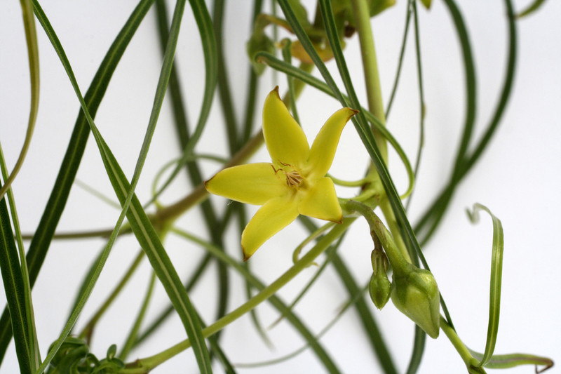 secamone sp madagaskar 9079