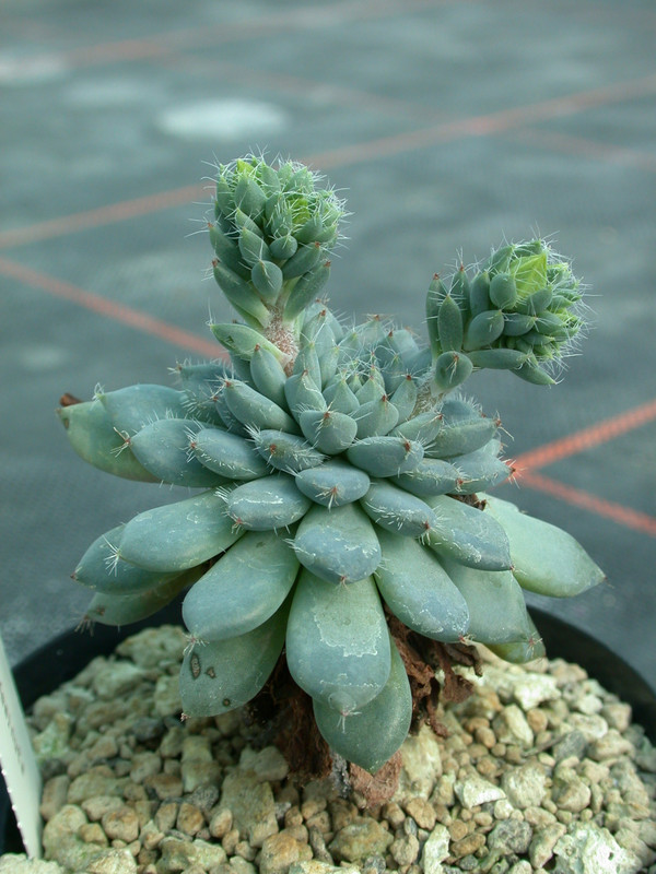 echeveria setosa deminuta es3998 01