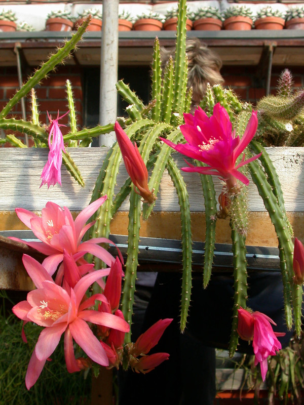 aporocactus susan2 susan