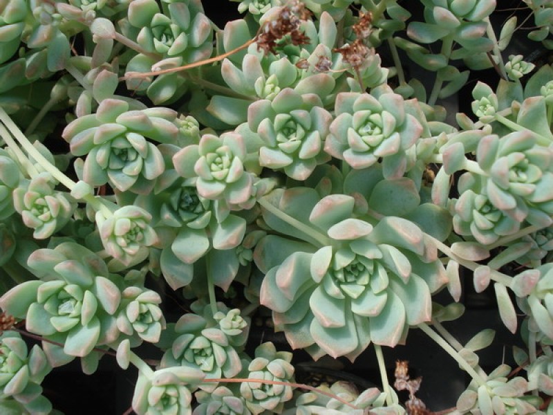 echeveria prolifera