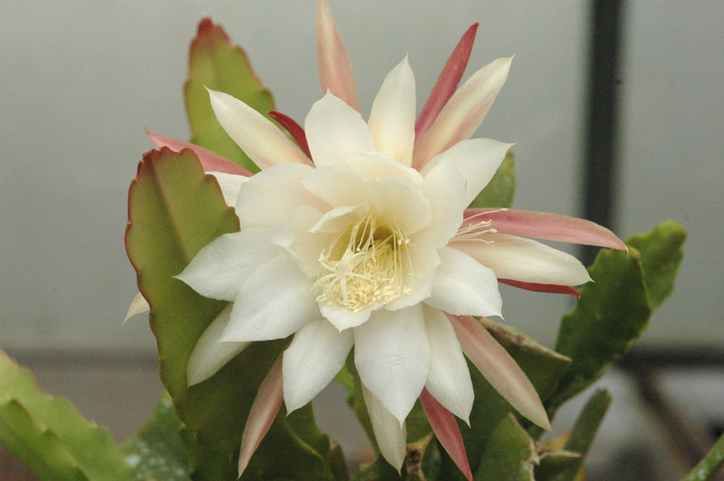 eh frau adelheid nicolai 5060 01