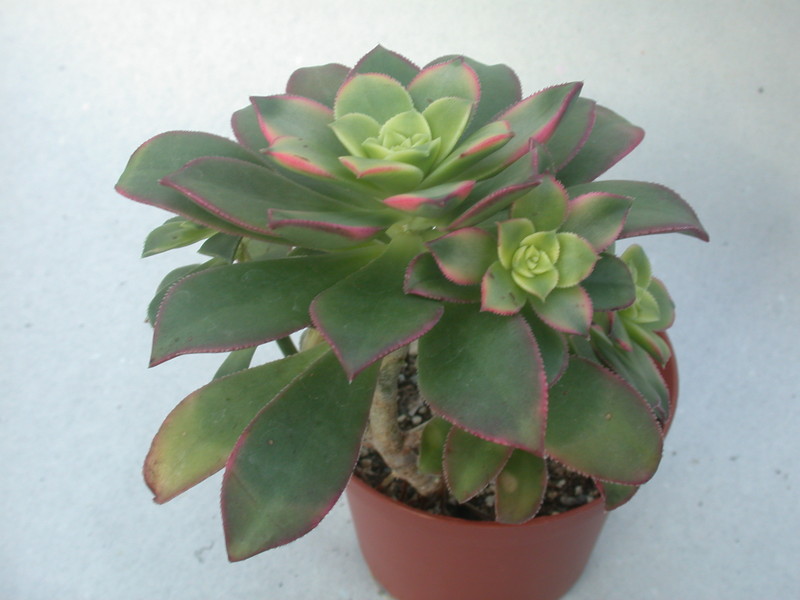 aeonium haworthii variegata 5