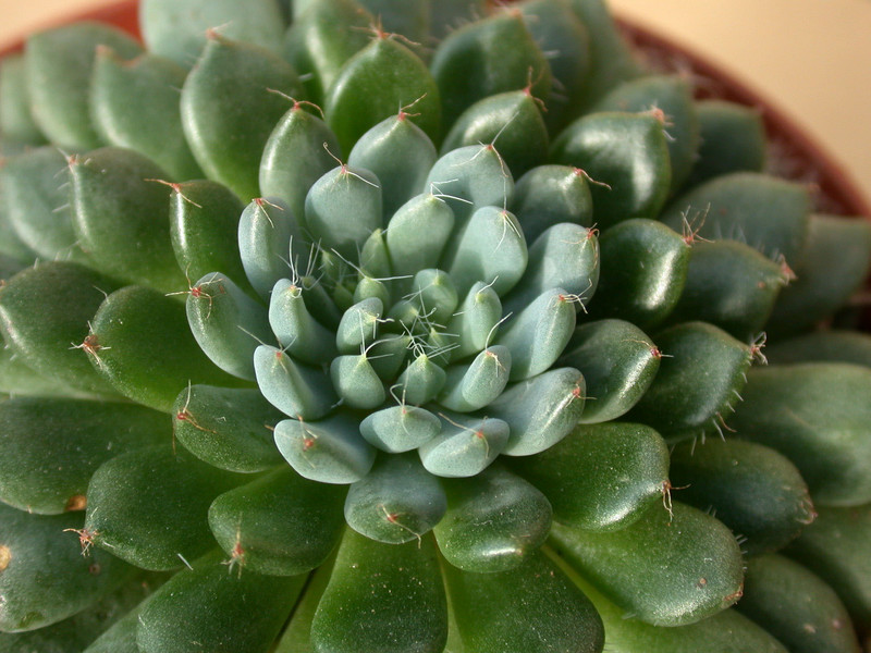 echeveria rondelii 03
