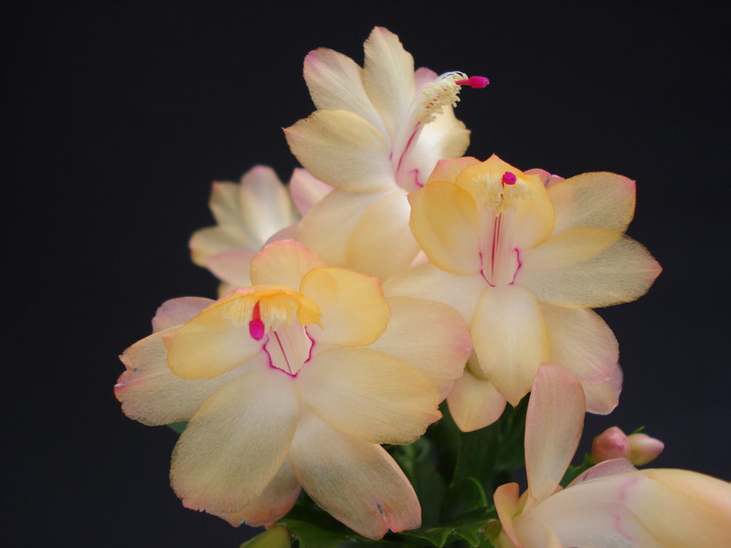 schlumbergera sol brazil 1603