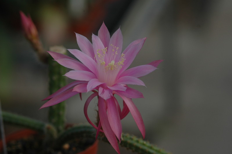 aporocactus royal silk 1298