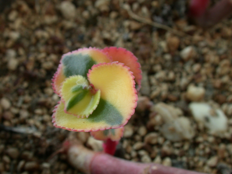 crassula sarmentosa variegata ipps5218 02