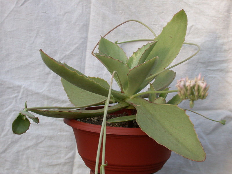 kalanchoe synsepala 8597