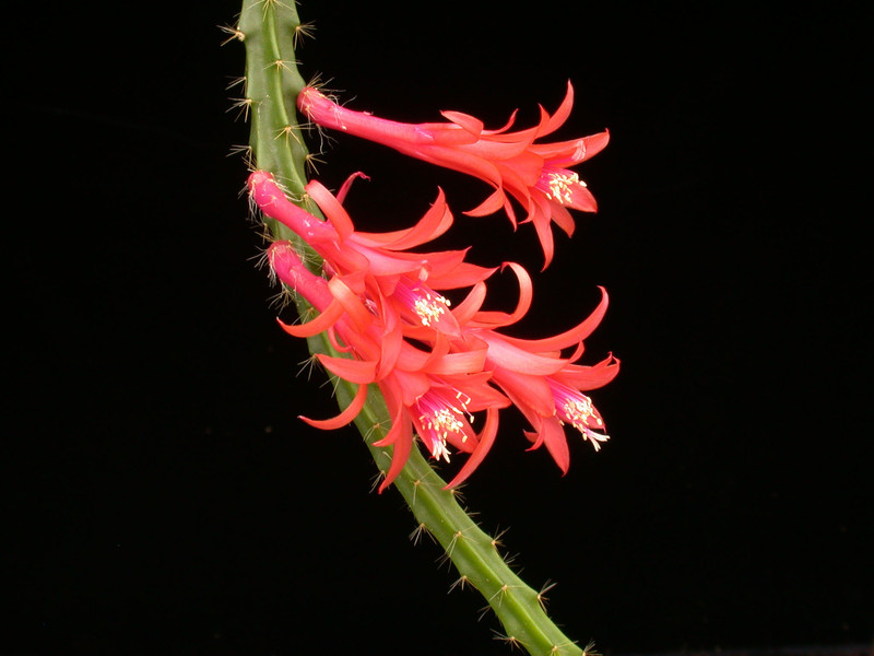 aporocactus flames2