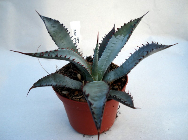 agave palmeri ruby az 4862