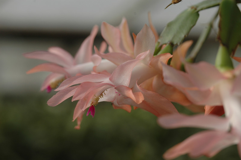 schlumbergera christmas flame 8256