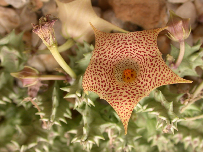 huernia hallii karoo 02