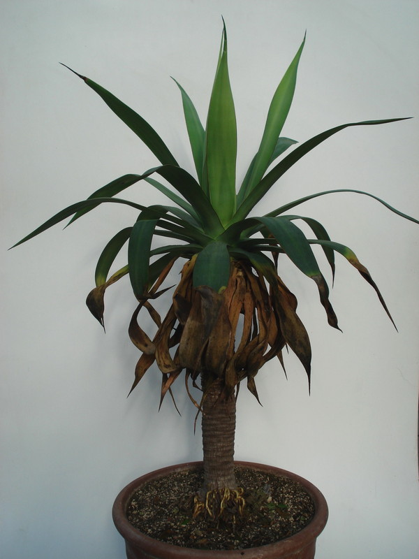 agave attenuata serrulata stamm 2