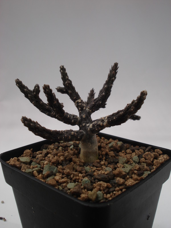 rhytidocaulon subscandens 6248