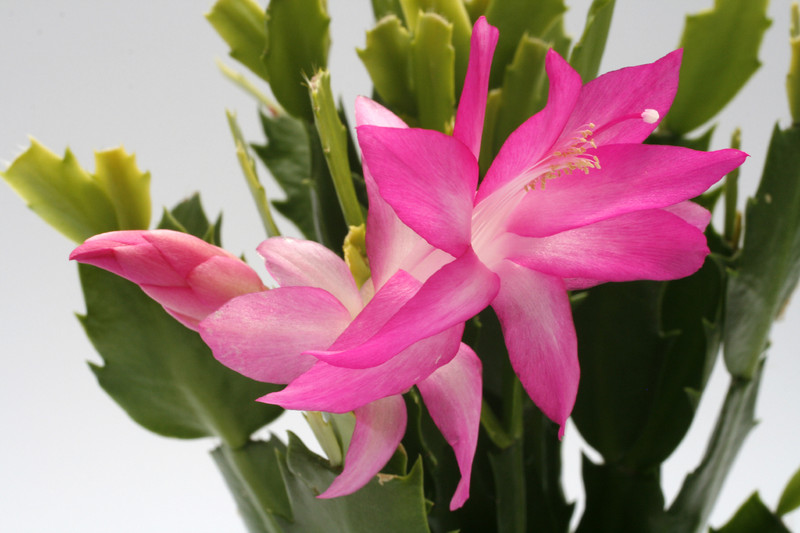 schlumbergera cyber dancer 8827