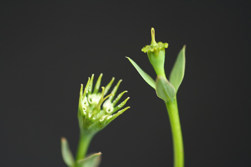 euphorbia globosa 2398