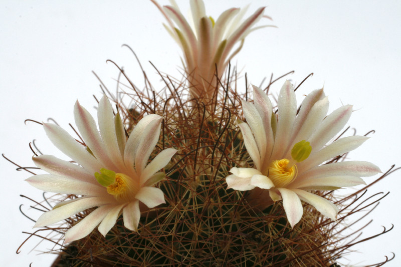 mammillaria carretii syn saffordii 0228