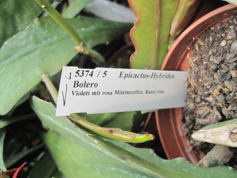 eh bolero 5374 65