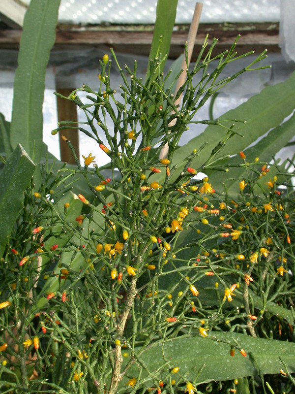 hatiora salicornioides