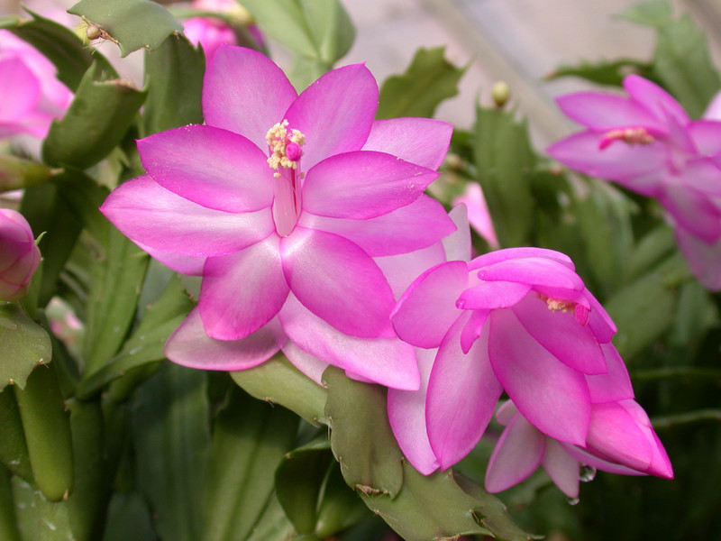 schlumbergera lady linda 02