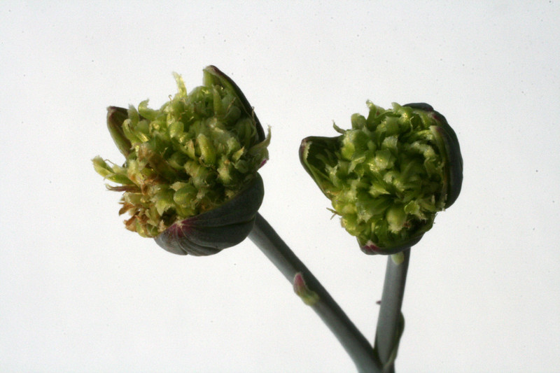 senecio serpens 0878