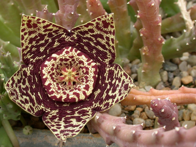 orbea variegata 01