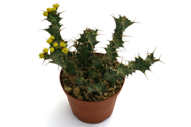 euphorbia persistens 0083