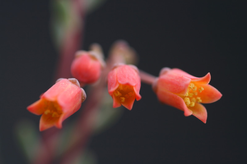 echeveria gracile 0245