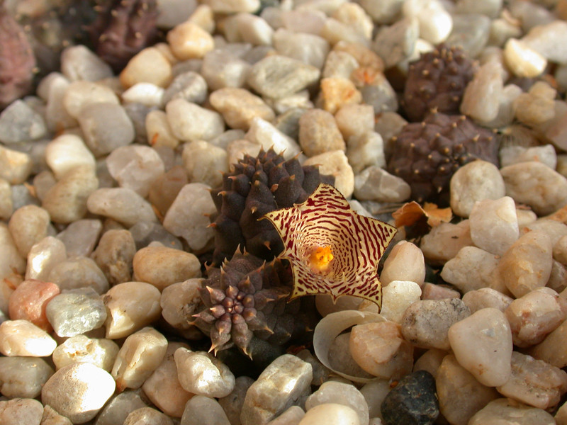 huernia kennedyana05
