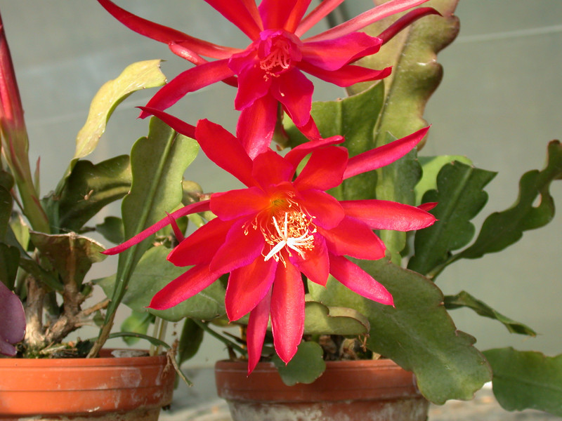 eh erfurter gartenschau 23 04