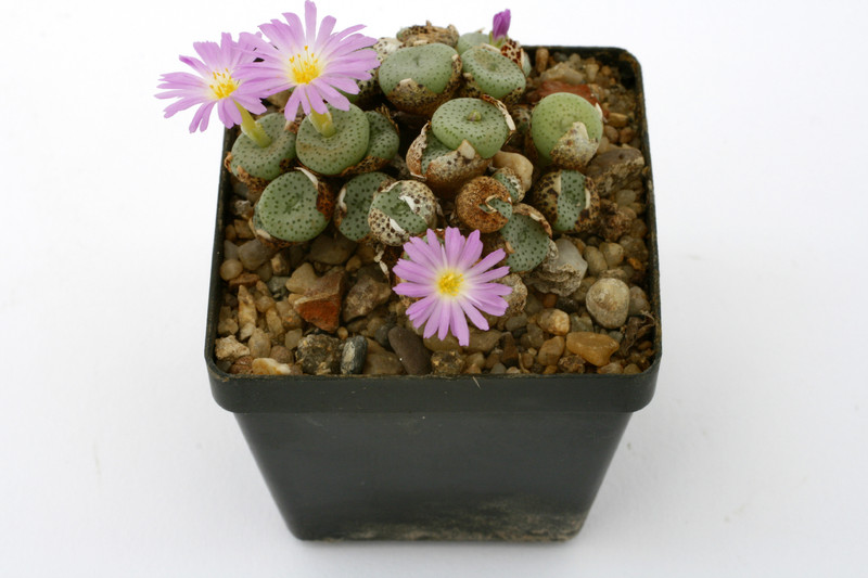 conophytum ruschii sb1114 0894