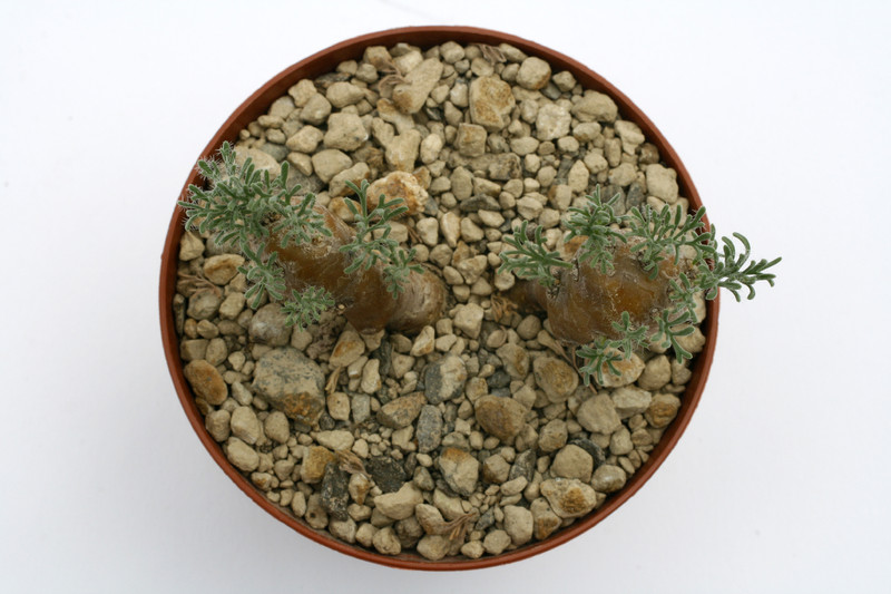 sarcocaulon multifidum 8543