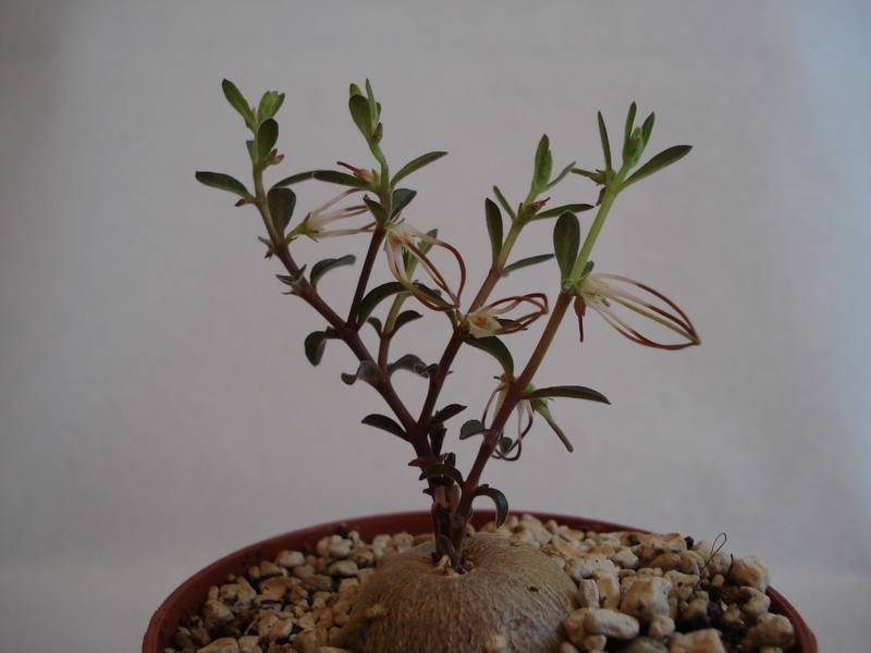 brachystelma circinatum 140