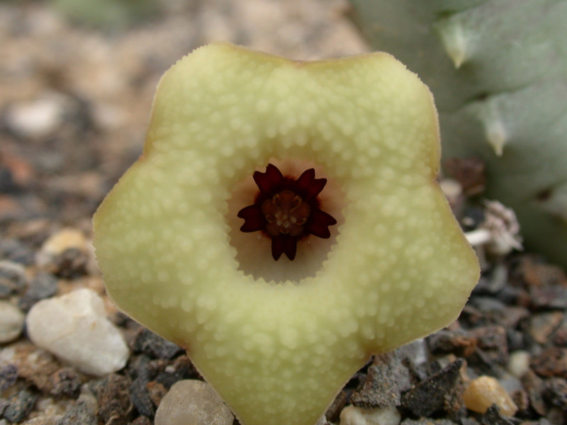 huernia brevirostris intermedia d1671 kirkwood 03