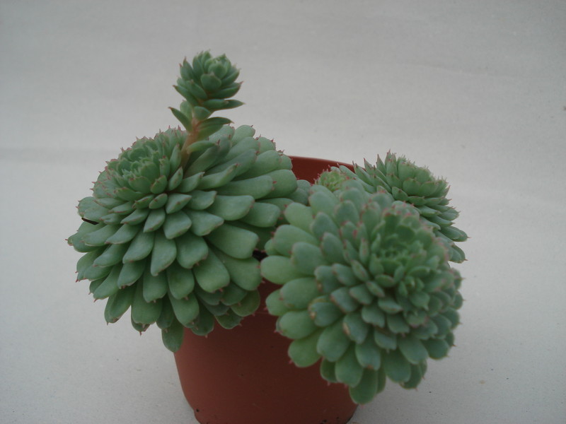echeveria minima 8329