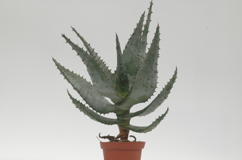 aloe ferox 8732