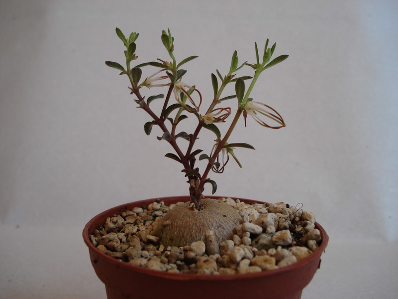 brachystelma circinatum 143