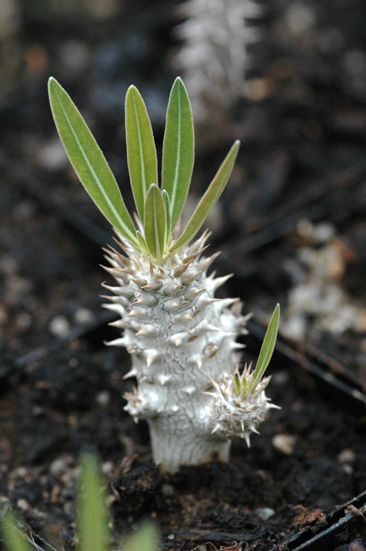 pachypodium inopiatum 01