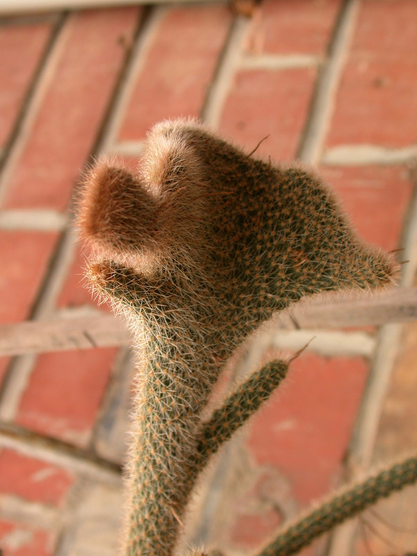 aporocactus flagriformis cristata 0128