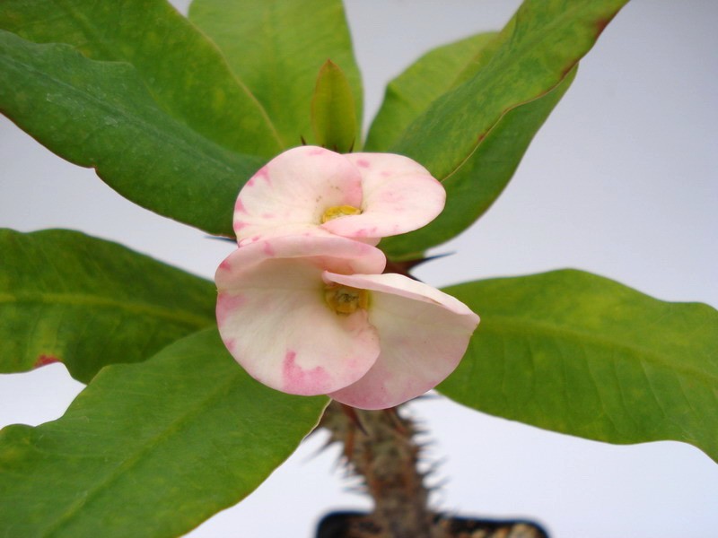 euphorbia milii thai hybr duang naroemon3