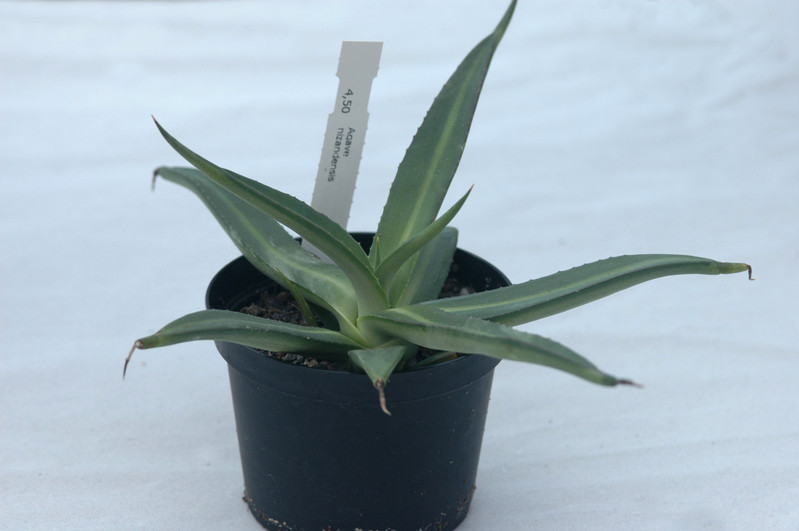 agave nizandensis 3
