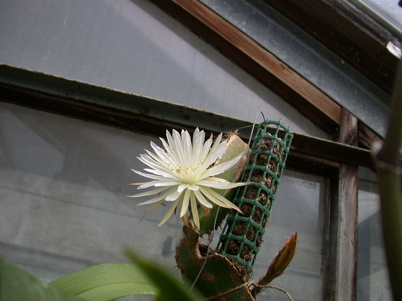 strophocactus wittii 5455