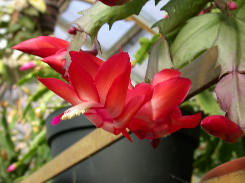 schlumbergera elfenzauber 01