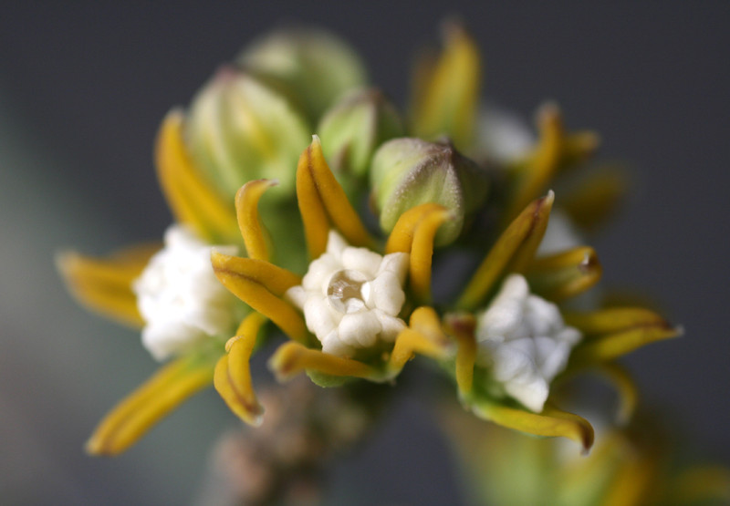 cynanchum perrieri 0081