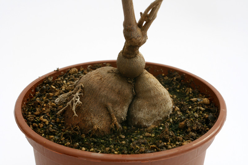 secamone sp madagaskar 9084