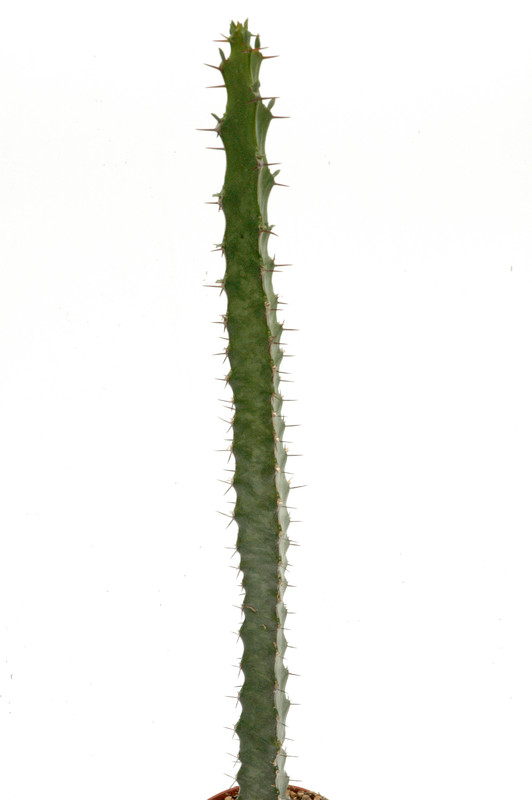 euphorbia quadrilatera 02