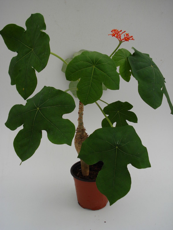 jatropha podagrica 760